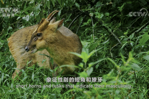 唐家河系列 林间小麂