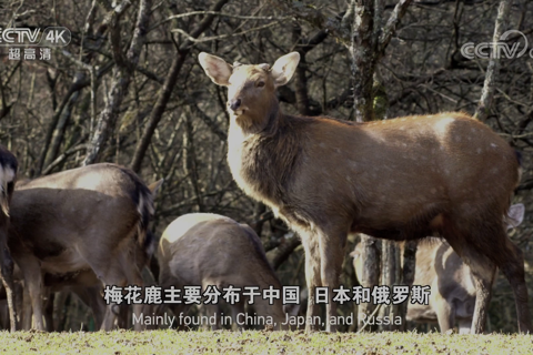 神农架系列 鹿鸣秋山