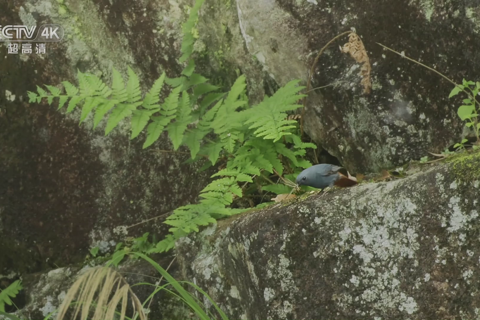 武夷山系列 百鸟瞰春