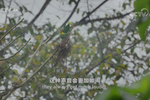 桂西南系列 雨林歌者