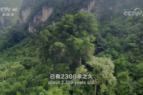 桂西南系列 石山植物