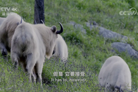 秦岭系列 高山上的聚会