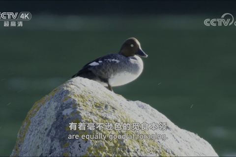 阿尔泰山系列 热闹的河洲