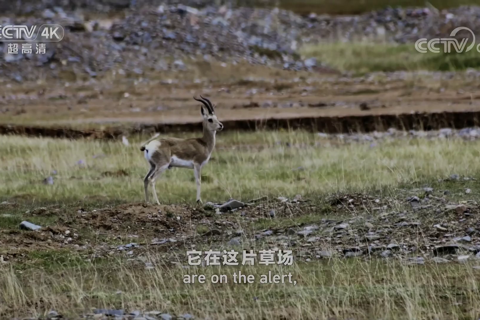 祁连山系列 草原羚踪