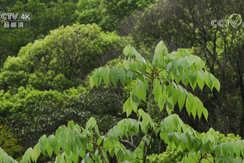 武夷山系列 钟灵毓秀