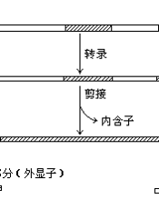 生物进化的新探索