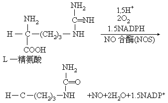 “明星分子”NO - 图1