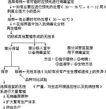 茎尖培养产生无病植株实际应用的大体过程 - 图1