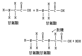 蛋白质、氨基酸、肽键 - 图6