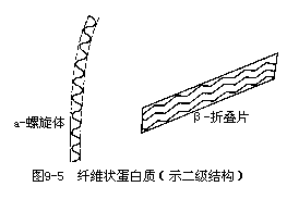 蛋白质、氨基酸、肽键 - 图11