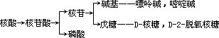 核酸 - 图1