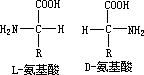 蛋白质、氨基酸、肽键 - 图2