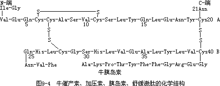 蛋白质、氨基酸、肽键 - 图10