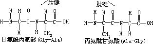 蛋白质、氨基酸、肽键 - 图8