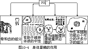 生物体中的化学元素的分类和主要功能 - 图4