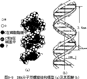 核酸 - 图3