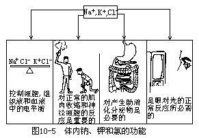 生物体中的化学元素的分类和主要功能 - 图5