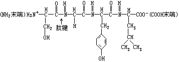 蛋白质、氨基酸、肽键 - 图7