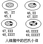 巴氏小体 - 图1