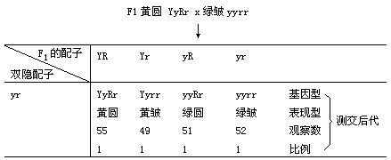 自由组合规律 - 图2