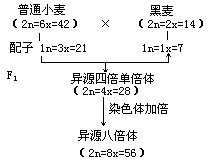 异源多倍体育种 - 图1