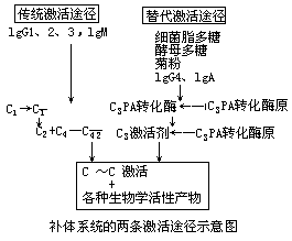 补体 - 图1