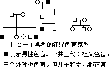 伴性遗传 - 图1