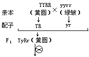 自由组合规律 - 图1