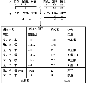 三点测交 - 图1