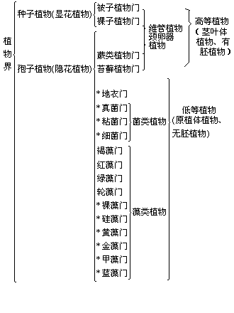 植物界的门类 - 图1