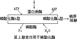 代谢调节 - 图2