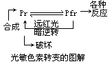 光敏色素 - 图1