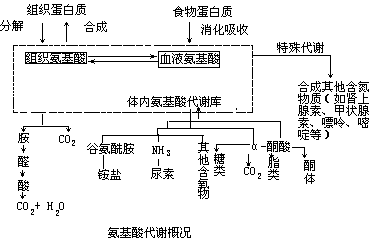 氨基酸代谢 - 图1