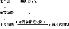 苯丙酮尿症 - 图1