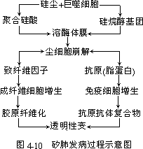 二、矽肺 - 图1