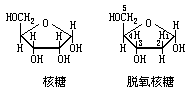 三、核酸化学的兴起 - 图3