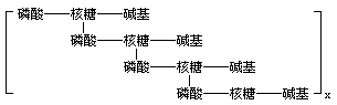 三、核酸化学的兴起 - 图4