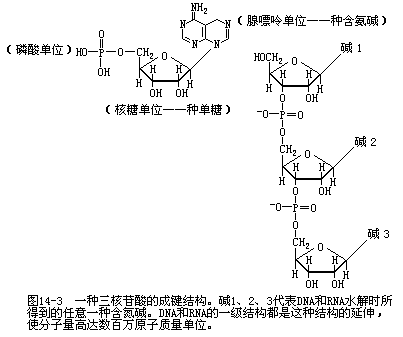 三、核酸化学的兴起 - 图6