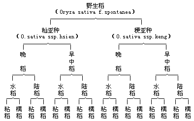 一、我国稻种的分类 - 图1