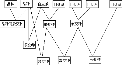 三、自交系配合力测定 - 图1