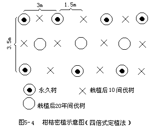 二、柑桔园的建立 - 图2