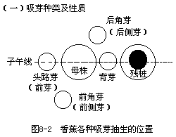 三、留芽 - 图1