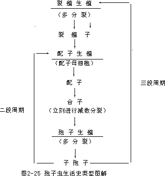 第四节孢子虫纲（Sporozoa） - 图1