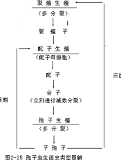 无脊椎动物学(上册)