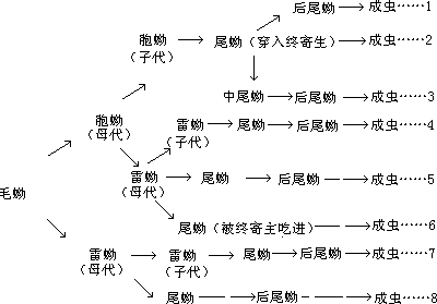 第三节吸虫纲（Trematoda） - 图1