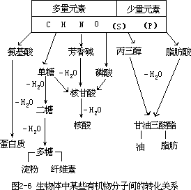 生物体中的含碳有机化合物 - 图1