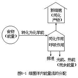 水体中的细菌 - 图1