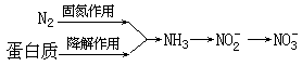 硝化作用 - 图1