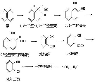 有机物生物降解反应及其机理 - 图23