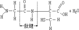 生物体中的含碳有机化合物 - 图6